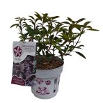 Kalmia širokolistá (Kalmia latifolia) ‘MITTERNACHT’  - výška 30-40 cm, kont.C3L